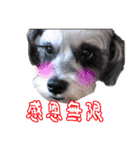 My Schnauzer II（個別スタンプ：10）