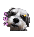 My Schnauzer II（個別スタンプ：11）