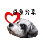 My Schnauzer II（個別スタンプ：12）