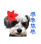My Schnauzer II（個別スタンプ：13）