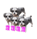 My Schnauzer II（個別スタンプ：14）