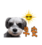 My Schnauzer II（個別スタンプ：16）