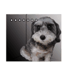 My Schnauzer II（個別スタンプ：17）