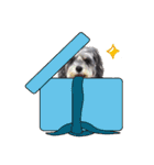 My Schnauzer II（個別スタンプ：23）