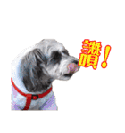My Schnauzer II（個別スタンプ：24）