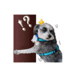 My Schnauzer II（個別スタンプ：25）