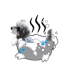 My Schnauzer II（個別スタンプ：26）