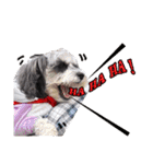 My Schnauzer II（個別スタンプ：27）