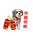 My Schnauzer II（個別スタンプ：28）