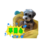 My Schnauzer II（個別スタンプ：31）