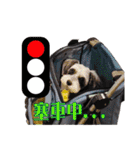 My Schnauzer II（個別スタンプ：32）