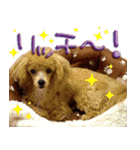 わんこ、くるくるちゃん1（個別スタンプ：7）
