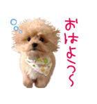 わんこ、くるくるちゃん1（個別スタンプ：11）