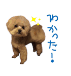 わんこ、くるくるちゃん1（個別スタンプ：13）