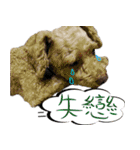 bi -The second（個別スタンプ：6）