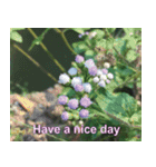 have a nice day.（個別スタンプ：27）