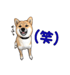 柴犬たまと愉快な仲間たち2（個別スタンプ：1）