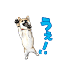 柴犬たまと愉快な仲間たち2（個別スタンプ：2）