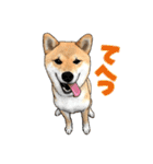 柴犬たまと愉快な仲間たち2（個別スタンプ：3）