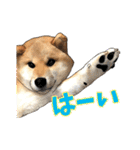 柴犬たまと愉快な仲間たち2（個別スタンプ：5）