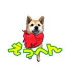 柴犬たまと愉快な仲間たち2（個別スタンプ：6）