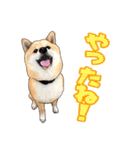 柴犬たまと愉快な仲間たち2（個別スタンプ：8）