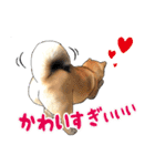 柴犬たまと愉快な仲間たち2（個別スタンプ：9）