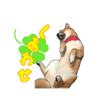 柴犬たまと愉快な仲間たち2（個別スタンプ：12）