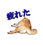 柴犬たまと愉快な仲間たち2（個別スタンプ：14）
