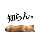 柴犬たまと愉快な仲間たち2（個別スタンプ：15）