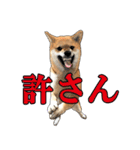 柴犬たまと愉快な仲間たち2（個別スタンプ：18）