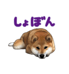 柴犬たまと愉快な仲間たち2（個別スタンプ：19）