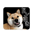 柴犬たまと愉快な仲間たち2（個別スタンプ：20）