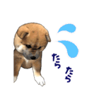 柴犬たまと愉快な仲間たち2（個別スタンプ：21）