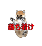 柴犬たまと愉快な仲間たち2（個別スタンプ：22）