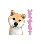 柴犬たまと愉快な仲間たち2（個別スタンプ：23）