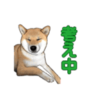 柴犬たまと愉快な仲間たち2（個別スタンプ：24）