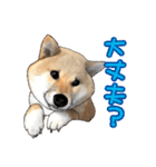 柴犬たまと愉快な仲間たち2（個別スタンプ：26）