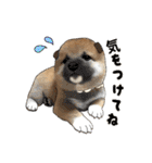 柴犬たまと愉快な仲間たち2（個別スタンプ：27）