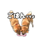 柴犬たまと愉快な仲間たち2（個別スタンプ：28）
