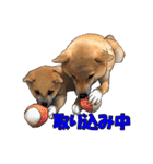 柴犬たまと愉快な仲間たち2（個別スタンプ：30）