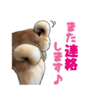 柴犬たまと愉快な仲間たち2（個別スタンプ：31）