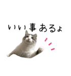 癒し猫**実写** ポジティブVer2（個別スタンプ：10）