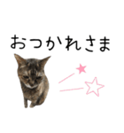 癒し猫**実写** ポジティブVer2（個別スタンプ：24）