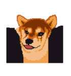 Pixel Shiba（個別スタンプ：1）