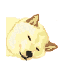 Pixel Shiba（個別スタンプ：8）