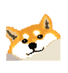 Pixel Shiba（個別スタンプ：11）