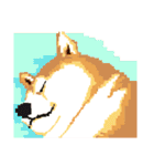 Pixel Shiba（個別スタンプ：12）