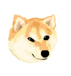 Pixel Shiba（個別スタンプ：19）