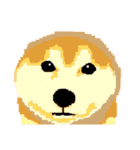 Pixel Shiba（個別スタンプ：24）
